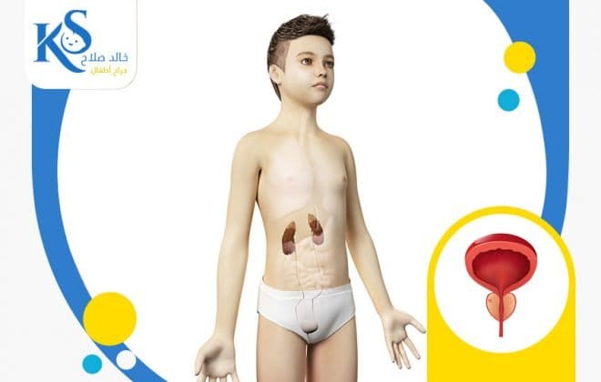 الفرق بين توسيع أو تضييق مجري البول وبين تجميل مجري البول 3 مجري البول